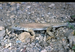 Acanthodactylus boskianus