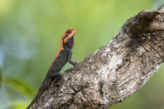 Roux's Forest Calotes photo 1
