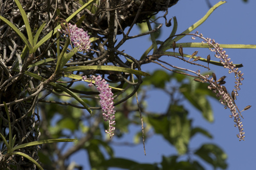 Image of Rhynchostylis retusa by (c) Ramesh Shenai Jr., some rights reserved (CC BY)