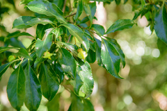 Euonymus carnosus