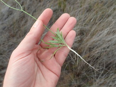 Wahlenbergia androsacea