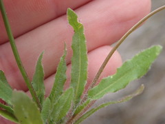Wahlenbergia androsacea