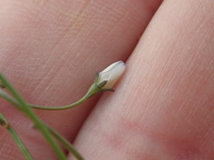 Wahlenbergia androsacea