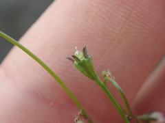 Wahlenbergia androsacea
