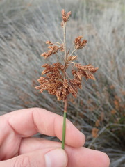 Thamnochortus erectus