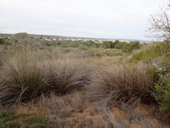 Thamnochortus erectus