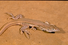 Acanthodactylus boskianus
