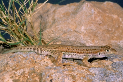 Bosc’s Fringe-toed lizard