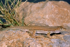 Acanthodactylus boskianus