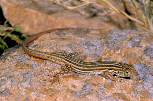Bosc’s Fringe-toed lizard