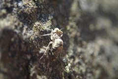 Mesopsocidae