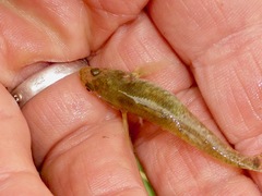 Gobiomorphus cotidianus