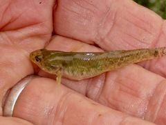 Gobiomorphus cotidianus
