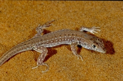 Acanthodactylus margaritae