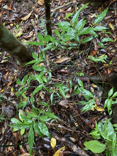 Euonymus lutchuensis iNat (1)