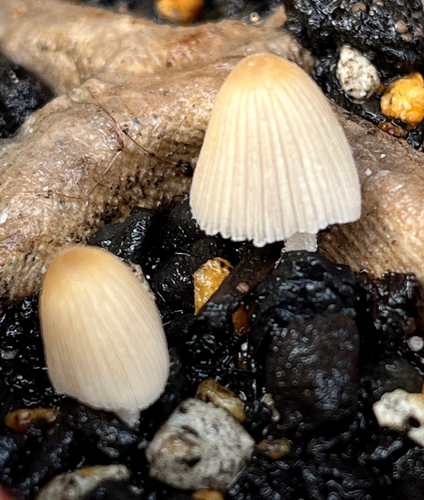 Coprinellus