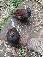 Bambusicola sonorivox