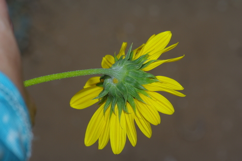 Image of Helianthus neglectus by (c) Michelle W. （鍾偉瑋）, some rights reserved (CC BY)