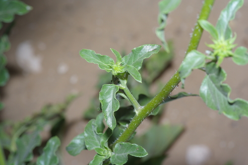 Image of Helianthus neglectus by (c) Michelle W. （鍾偉瑋）, some rights reserved (CC BY)