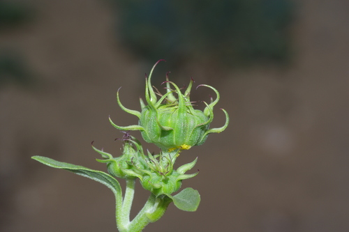 Image of Helianthus neglectus by (c) Michelle W. （鍾偉瑋）, some rights reserved (CC BY)