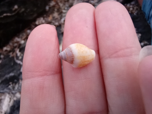 Rustic Dove-shell, 07040 Stintino, Province of Sassari, Italy, photo 9 of 10