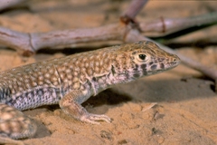 Acanthodactylus