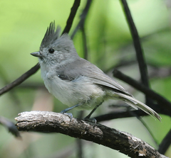 Baeolophus inornatus cineraceus