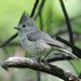 Cape Titmouse - Photo (c) Steven Mlodinow, some rights reserved (CC BY-NC), uploaded by Steven Mlodinow