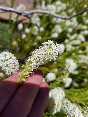 Microdon parviflorus
