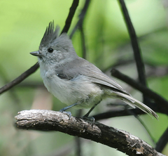 Baeolophus inornatus cineraceus