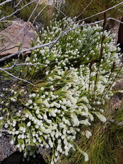 Microdon parviflorus