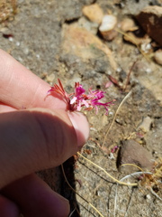 Pelargonium triphyllum