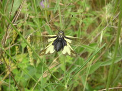 Libelloides coccajus