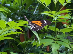 Danaus melanippus hegesippus