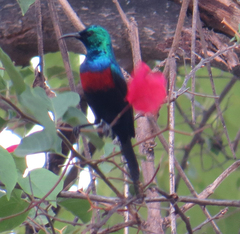 Cinnyris erythrocercus