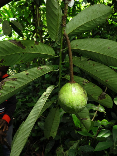 African Nutmeg