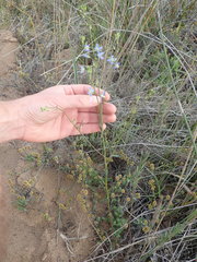 Heliophila linearis linearifolia
