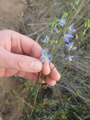 Heliophila linearis linearifolia
