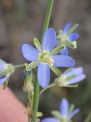 Heliophila linearis linearifolia