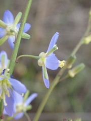 Heliophila linearis linearifolia