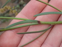Heliophila linearis linearifolia