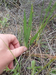 Babiana ringens australis