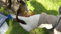 Oxymycterus rufus
