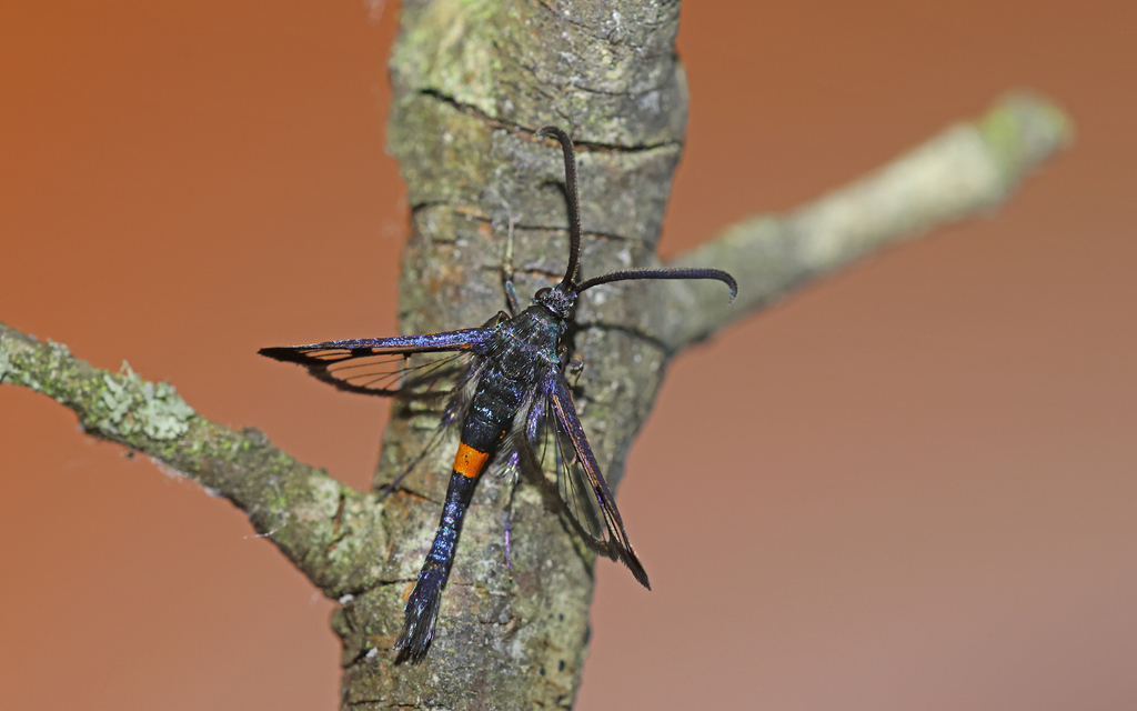 Red-belted Clearwing