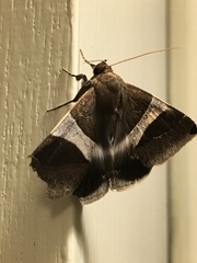 Poaphilini