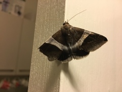 Poaphilini