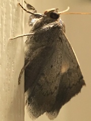 Poaphilini