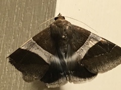 Poaphilini