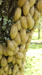 Tolype ventriosa