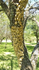 Tolype ventriosa